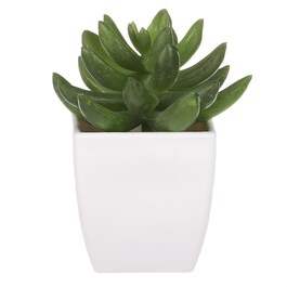 Sukulent v bílém plastovém obalu - umělý, zelený