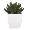 Sukulent v bílém plastovém obalu - umělý, zelený