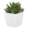 Sukulent v bílém plastovém obalu - umělý, zelený