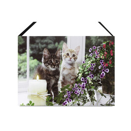 Obraz nástěnný - LED osvětlení 1 ks, zvídavé kočičky