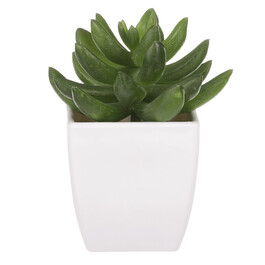 Sukulent v bílém plastovém obalu - umělý, zelený