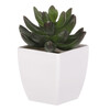 Sukulent v bílém plastovém obalu - umělý, zelený