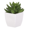 Sukulent v bílém plastovém obalu - umělý, zelený