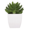 Sukulent v bílém plastovém obalu - umělý, zelený