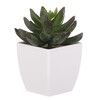 Sukulent v bílém plastovém obalu - umělý, zelený